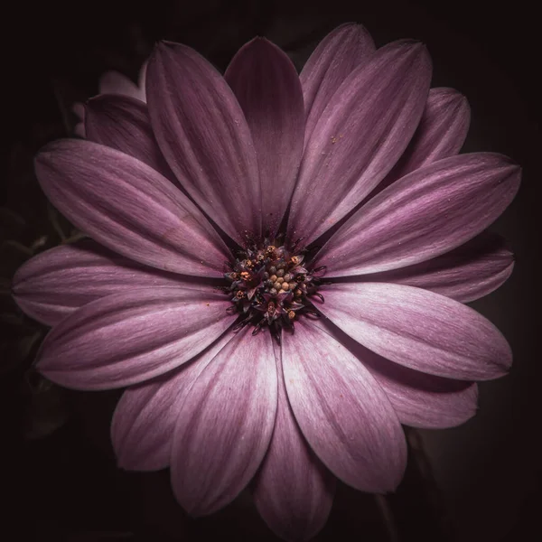 Moody flower macro photo. Lovely petals. High quality photo