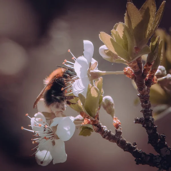 A bumblebee on a beautiful white flower. Moody photo. High quality photo