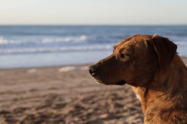 portrait of dog on the beach looking at the sea