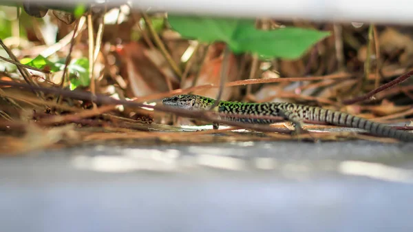 Green Lizard Walking Fallen Tree Branches Podarcis Sicula —  Fotos de Stock