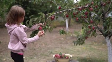 Çocuk bir ağaç dalından olgun kırmızı elmalar topluyor.
