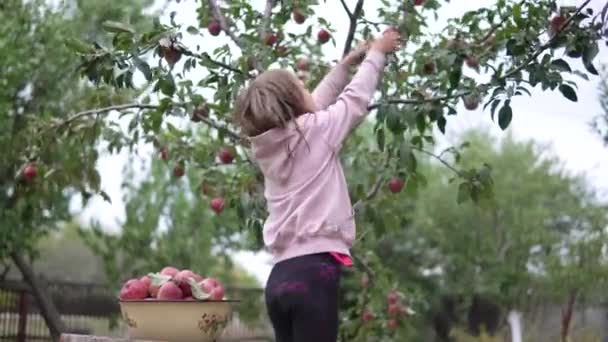 Niña Niña Recoge Una Madura Manzanas Rojas Una Rama Árbol — Vídeos de Stock
