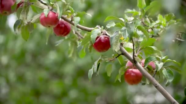 Barnets Händer Plockar Mogen Röda Äpplen Från Trädgren Närbild — Stockvideo