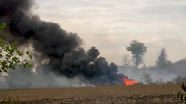 Fuego Campo Estepa — Vídeos de Stock