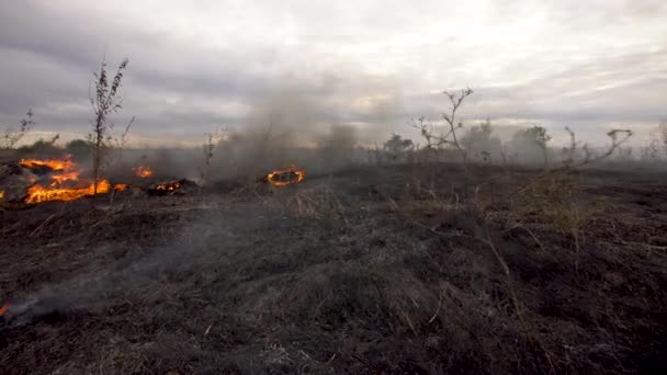 Fuego Campo Estepa — Vídeos de Stock