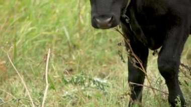 Siyah boğanın kafası yeşil çayıra yakın, ağır çekimde.
