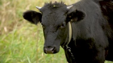 Siyah boğanın kafası yeşil bir çayıra yakın.