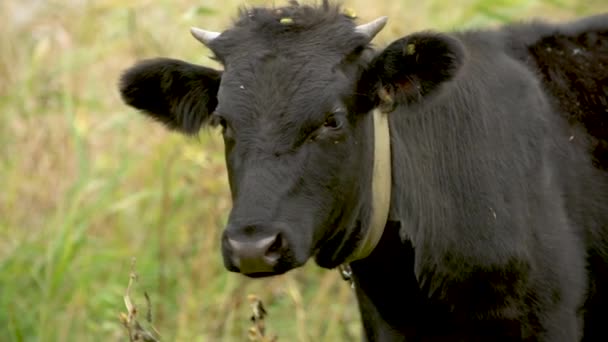 緑の牧草地で黒牛の頭を閉じてゆっくりとした動き — ストック動画