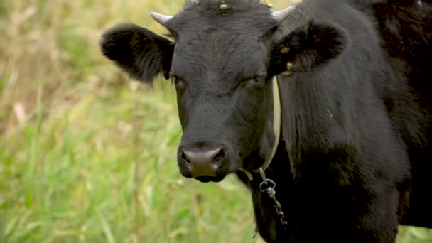 黑色公牛的头在绿色的草地上特写 动作缓慢 — 图库视频影像