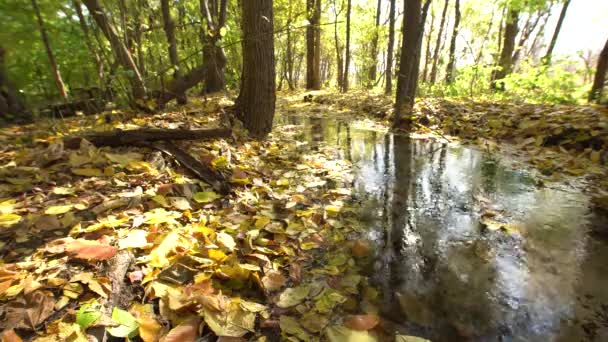 Fluxo Cênico Uma Floresta Outono Ensolarada Com Folhas Caídas — Vídeo de Stock