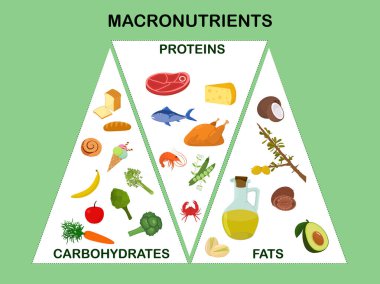 Ana ürün grupları olan makro besinler hakkında vektör illüstrasyon. Proteinler, yağlar ve karbonhidratlar besin görüntüsüne sahip bilgi formunda. Sağlıklı beslenme kavramı.