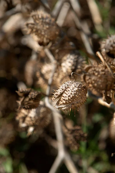 Photo Dried Prickly Plant Topic Water Shortage Weeds Fields — Zdjęcie stockowe