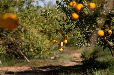 Ağaçta yetişen yaprakların arasında yetişen portakalların fotoğrafı. Çiftçilik, tarım ve sağlıklı beslenme teması