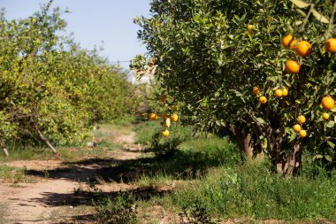 Ağaçta yetişen portakalların fotoğrafı. Bahçe ekimi, tarım ve düzgün beslenme teması