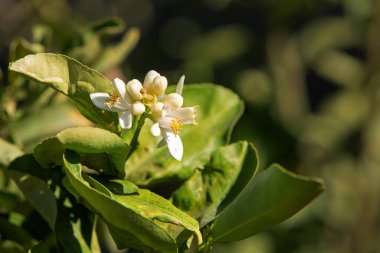Ağaçtaki portakal çiçeklerinin güneşli fotoğrafı. Bahar ve tarım teması