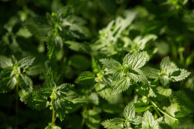 Isırgan otlarının güneşli fotoğrafı. Seçici odak