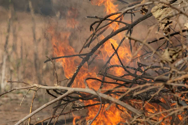 Foto Brennender Trockener Äste Das Konzept Von Umweltschutz Und Klimawandel — Stockfoto