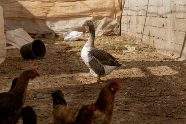 Çiftlikteki gri bir kazın fotoğrafı. Kümes hayvanları çiftçiliği konusu