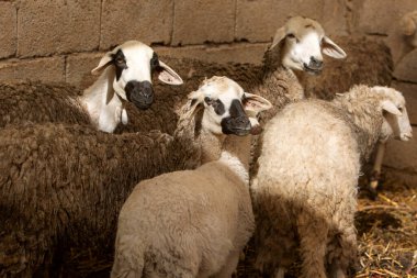 Sürüdeki koyunların fotoğrafı, seçici odaklanma. Çiftçilik ve hayvan yetiştiriciliği konusu