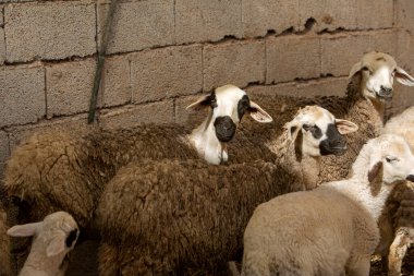 Sürüdeki koyunların fotoğrafı, seçici odaklanma. Çiftçilik ve hayvan yetiştiriciliği konusu