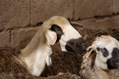 Sürüdeki bir koyunun fotoğrafı, seçici odaklanma. Çiftçilik ve hayvan yetiştiriciliği konusu