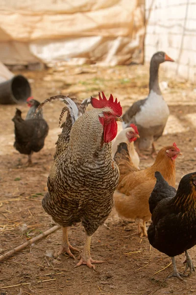 Foto Gallo Che Cammina Messa Fuoco Morbida — Foto Stock