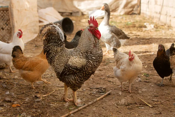 Foto Gallo Caminando Enfoque Suave — Foto de Stock