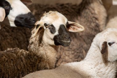 Sürüdeki koyunların fotoğrafı, seçici odaklanma. Çiftçilik ve hayvan yetiştiriciliği konusu