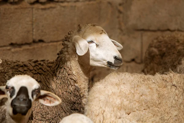 Foto Domba Dalam Kawanan Fokus Selektif Topik Pertanian Dan Peternakan — Stok Foto