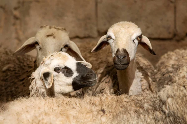 Foto Domba Dalam Kawanan Fokus Selektif Topik Pertanian Dan Peternakan — Stok Foto