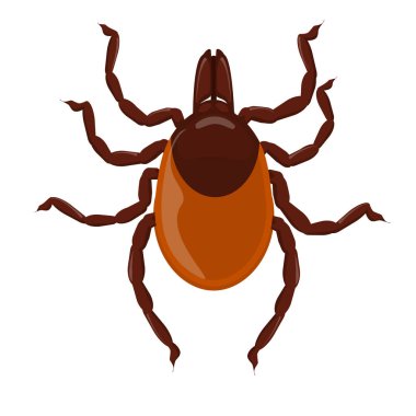 Kenenin vektör çizimi. Hayvanların üzerinde yaşayan böcek ve parazitlerin teması. Beyaz bir arkaplanda izole edilmiş