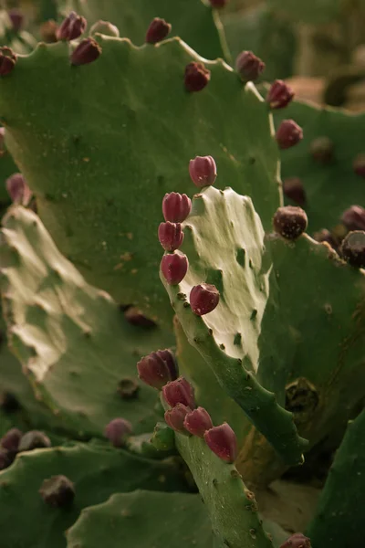 Foto Cactus Chiamato Fico India Con Frutti Viola Esso — Foto Stock