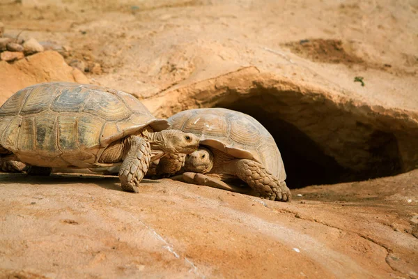 Photo Ensoleillée Une Tortue Rampante Gros Plan — Photo