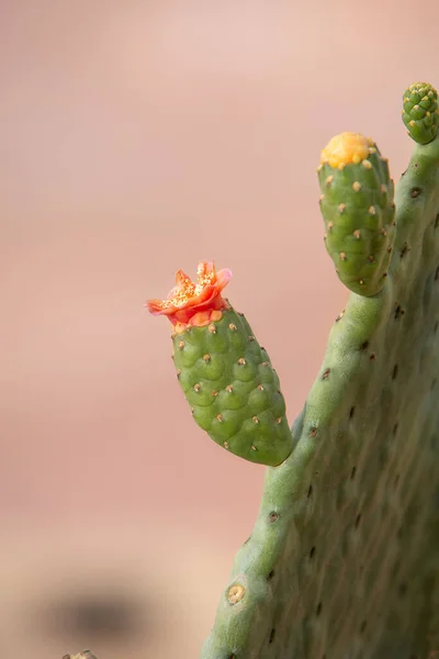 Close Photo Cactus Fruits Blurry Background Selective Focus Copy Space — Stock Photo, Image