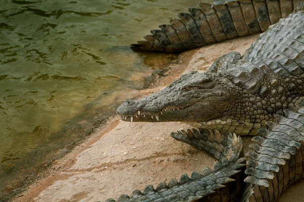 Foto Van Krokodillen Liggend Rotsen Bij Een Vijver Reptielen Roofdieren — Stockfoto