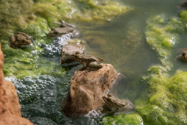 池の岩の上に座っているカエルの写真です — ストック写真