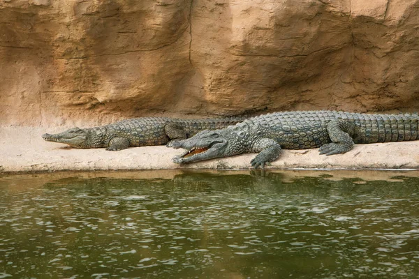 Foto Von Krokodilen Die Auf Felsen Der Nähe Eines Teiches — Stockfoto