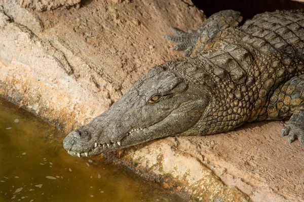 Ein Nahaufnahme Foto Eines Krokodils Reptil Und Raubtier — Stockfoto