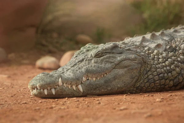 Uma Foto Perto Crocodilo Réptil Predador — Fotografia de Stock