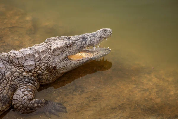 Uma Foto Perto Crocodilo Réptil Predador — Fotografia de Stock
