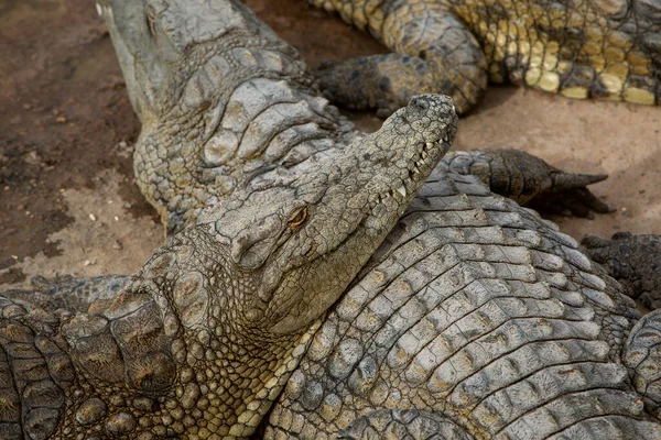 Close Photo Crocodile Reptile Predator — Stock Photo, Image