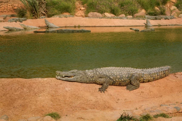 Foto Van Krokodillen Liggend Rotsen Bij Een Vijver Reptielen Roofdieren — Stockfoto