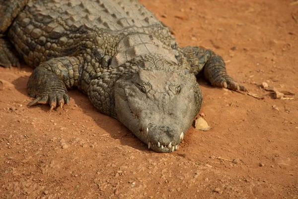 Close Photo Crocodile Reptile Predator — Stock Photo, Image