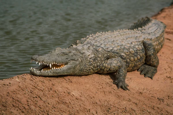 Фото Крокодилов Лежащих Скалах Возле Пруда Рептилии Хищники — стоковое фото