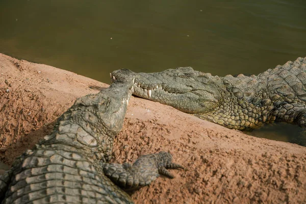 Фото Крокодилов Лежащих Скалах Возле Пруда Рептилии Хищники — стоковое фото