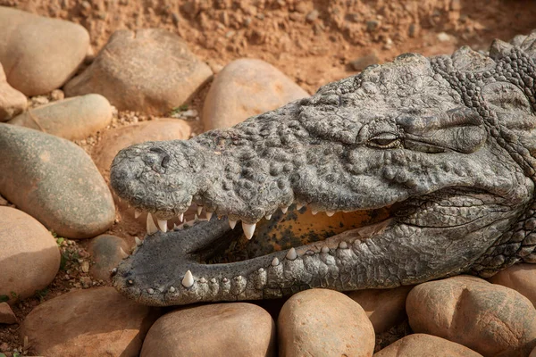 Foto Van Krokodillen Liggend Rotsen Bij Een Vijver Reptielen Roofdieren — Stockfoto