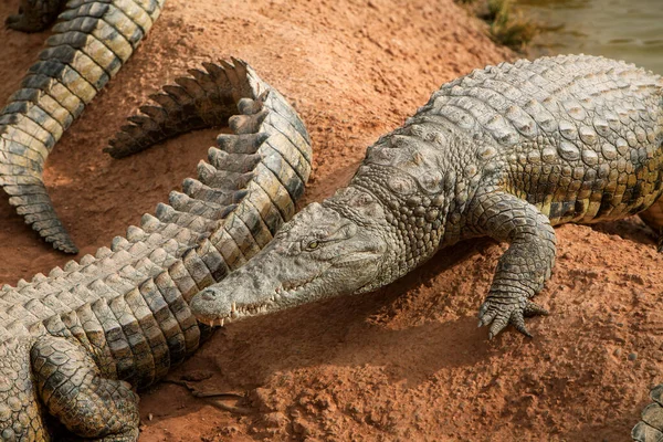 Foto Van Krokodillen Liggend Rotsen Bij Een Vijver Reptielen Roofdieren — Stockfoto