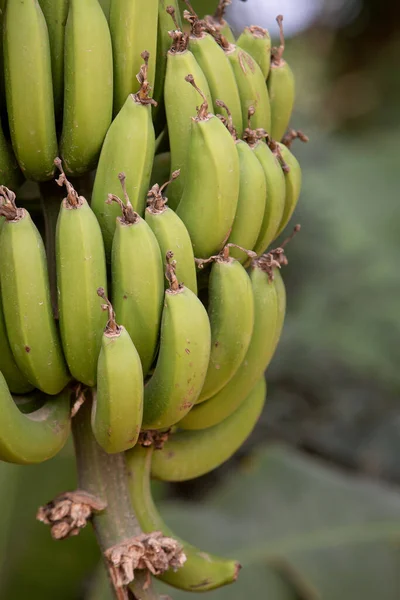 Zdjęcie Rosnących Zielonych Bananów Gałęzi Zbliżenie — Zdjęcie stockowe