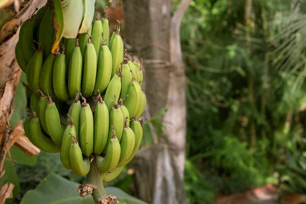Zdjęcie Rosnących Zielonych Bananów Gałęzi Zbliżenie — Zdjęcie stockowe