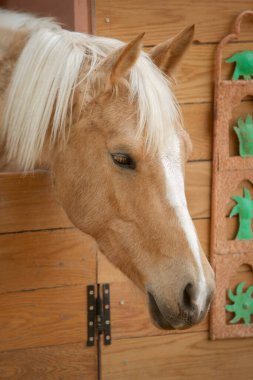 Çayırda duran bir atın fotoğrafı.